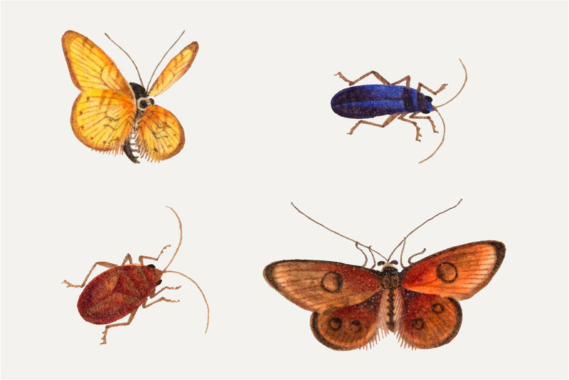 蝴蝶飞蛾和虫子复古绘画矢量收集