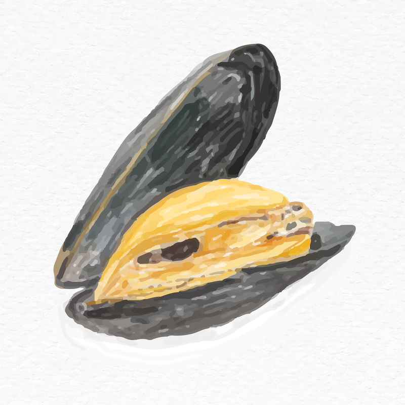 水彩贻贝素描插图