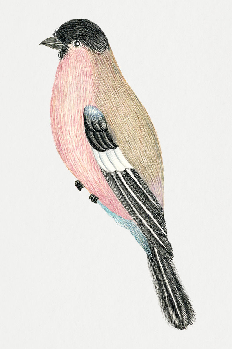 复古鸟psd插图从18世纪的艺术作品从史密森档案混合