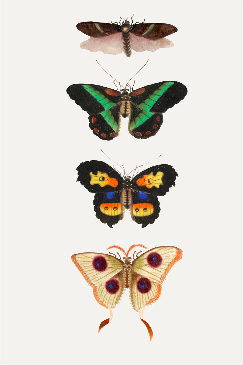 蝴蝶飞蛾和昆虫复古绘画收集载体