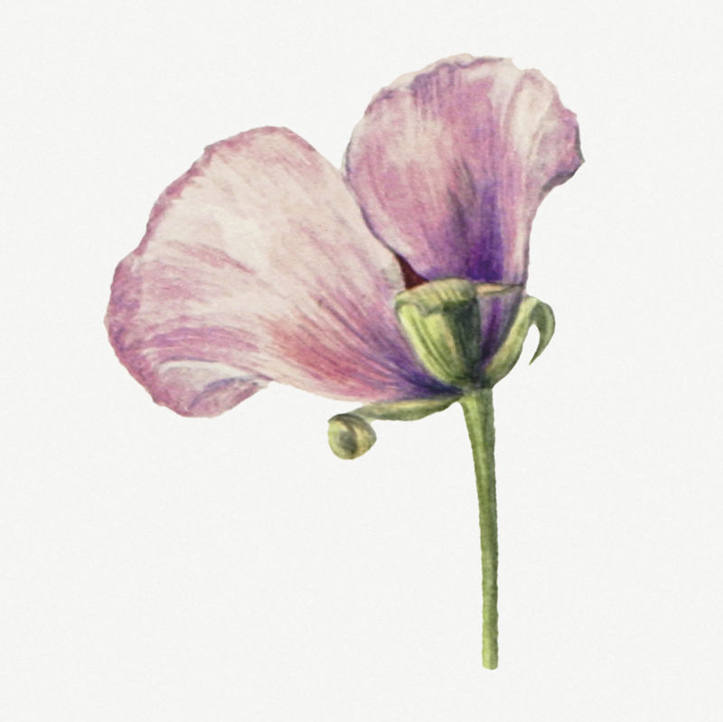 紫丁香植物插画水彩画