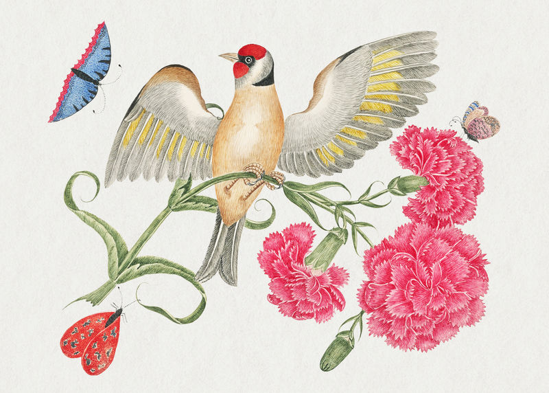 复古鸟和康乃馨psd插图从史密森尼档案馆18世纪的艺术品混合而成