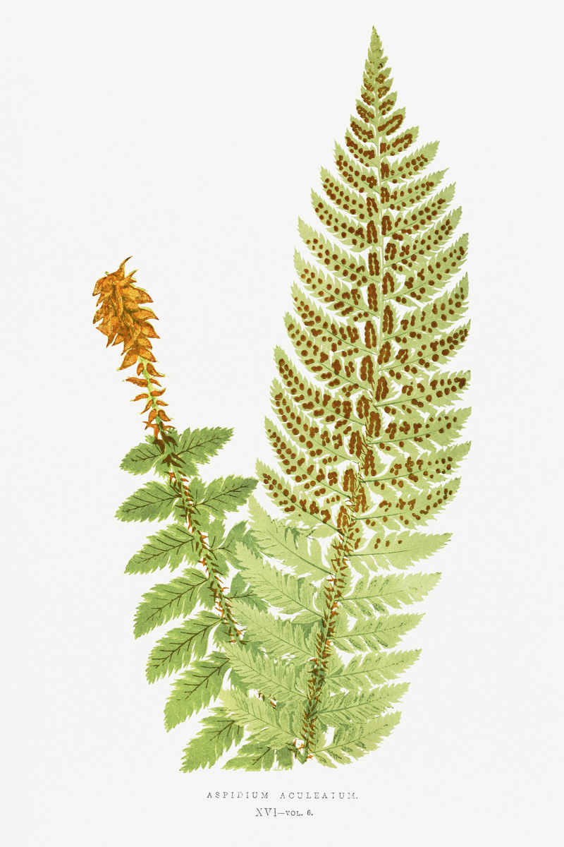 蜘蛛抱蛋蕨类复古插图模型