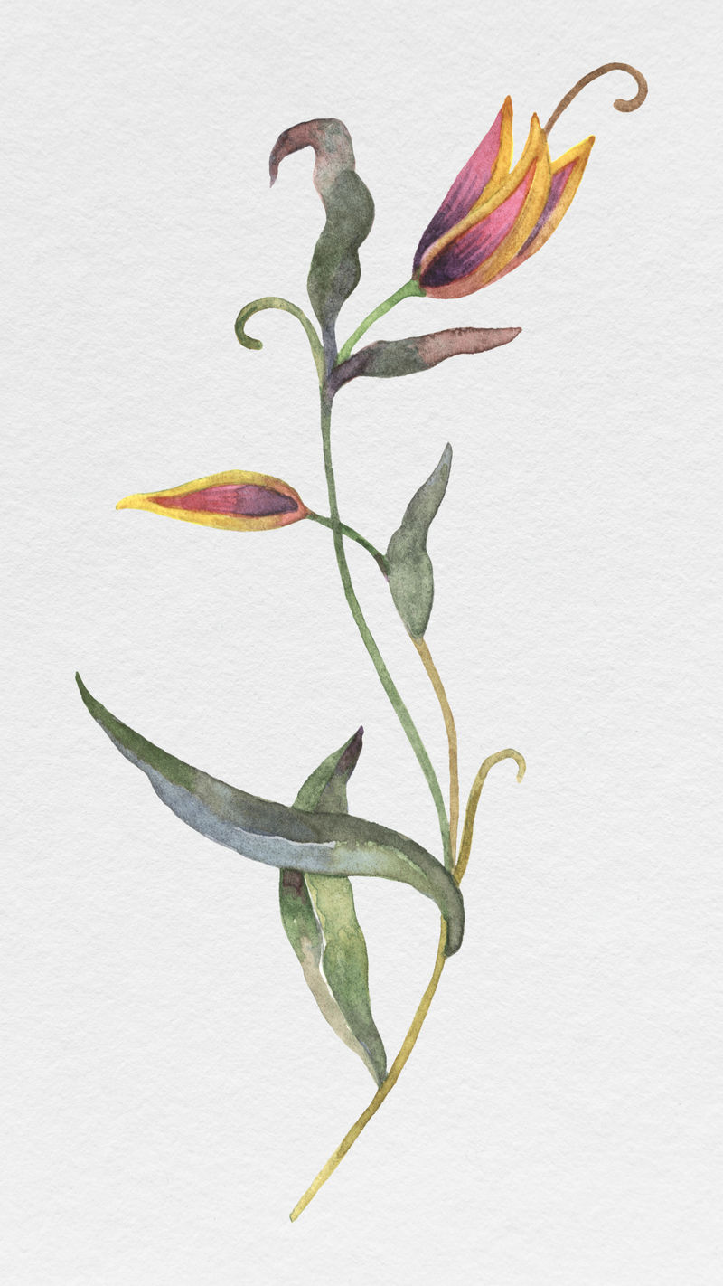水彩花朵插画