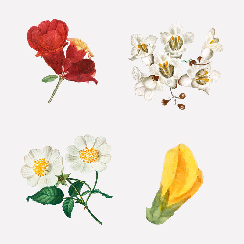 手绘花卉矢量集复古植物插图