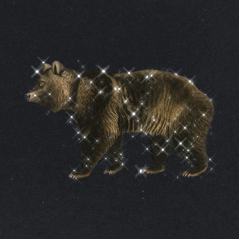 手绘闪亮棕熊设计元素