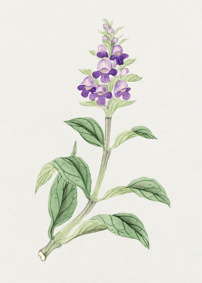 艳丽的彭斯特蒙花经典风格复古日本艺术从大卫莫里收藏混音