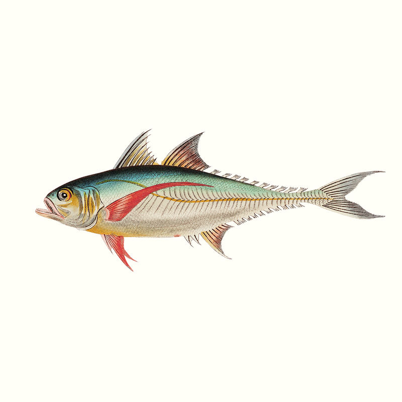 老式鲭鱼psd插图从公共领域的艺术品混合