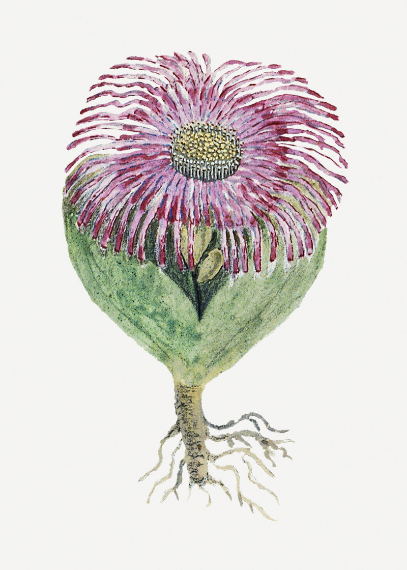 Mesembryanthemum testiculare psd复古花卉插画集由Robert Jacob Gordon的艺术作品混合而成