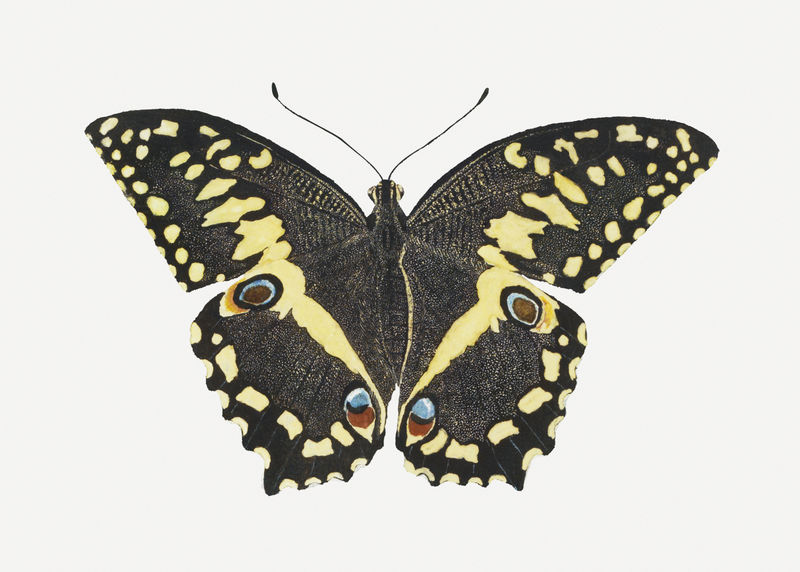 蝴蝶psd古董水彩画动物插图从罗伯特雅各布戈登的艺术作品混合