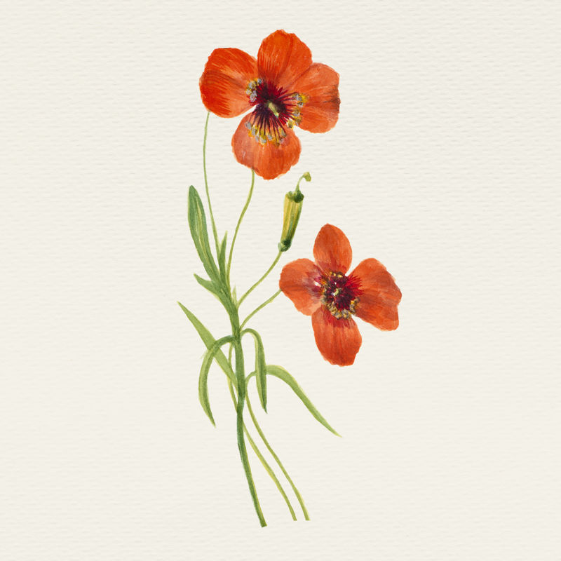 复古橙色罂粟花psd插图从公共领域的艺术作品混合