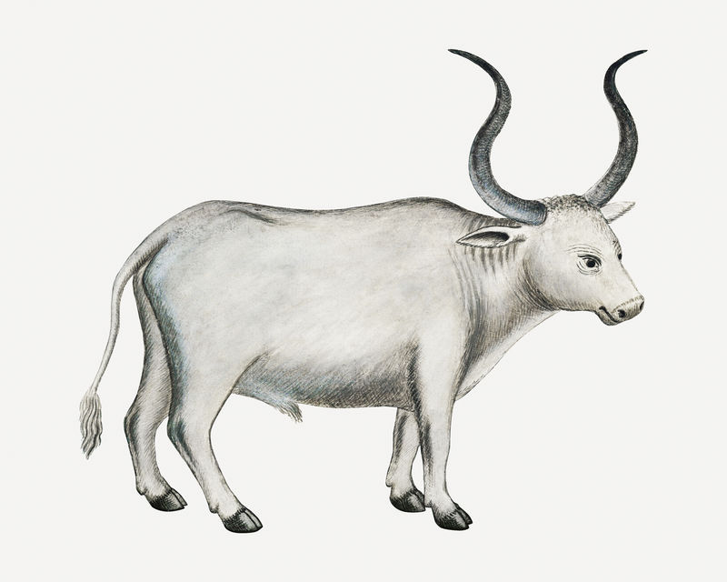 斗牛角古董水彩画动物插图由罗伯特·雅各布·戈登的艺术作品混合而成