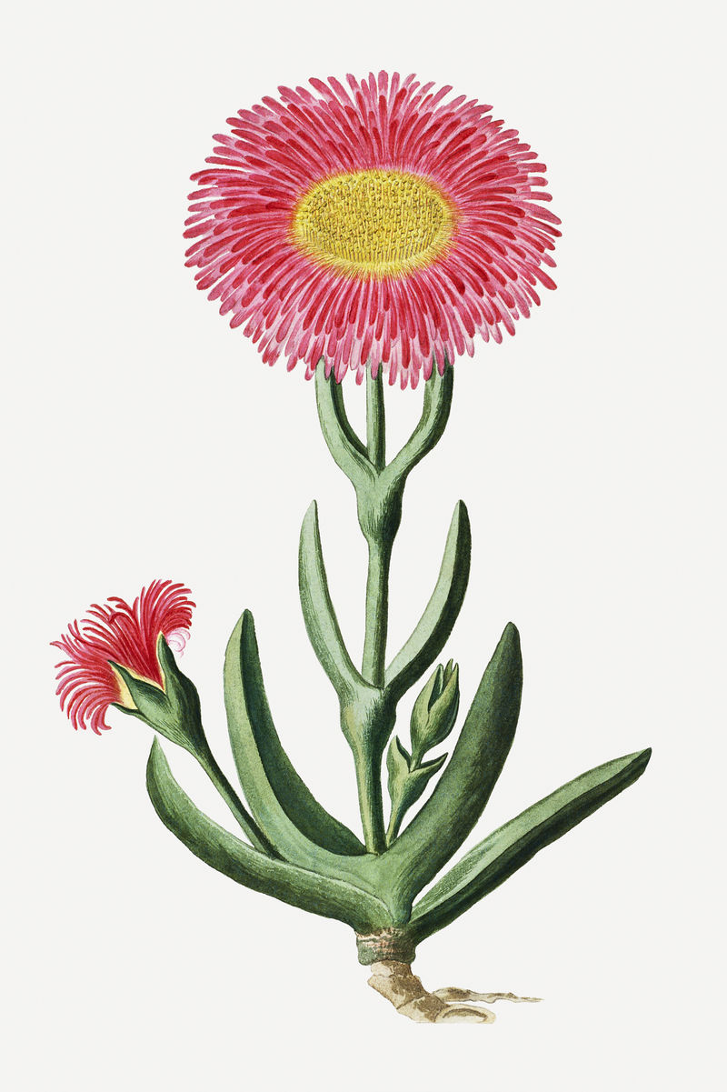Carpobrotus quadrifidus psd复古花卉插画集由Robert Jacob Gordon的艺术作品混合而成