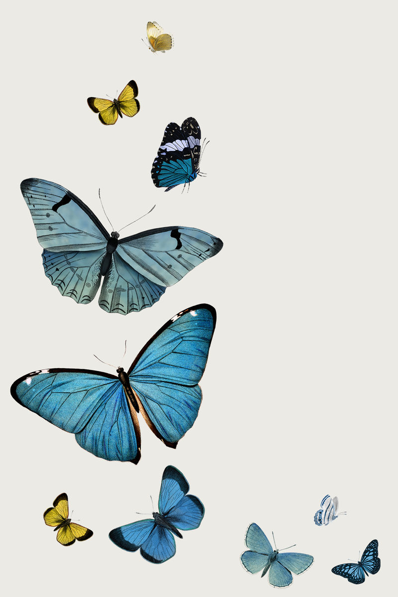 复古常见的蓝色蝴蝶插图与复制空间