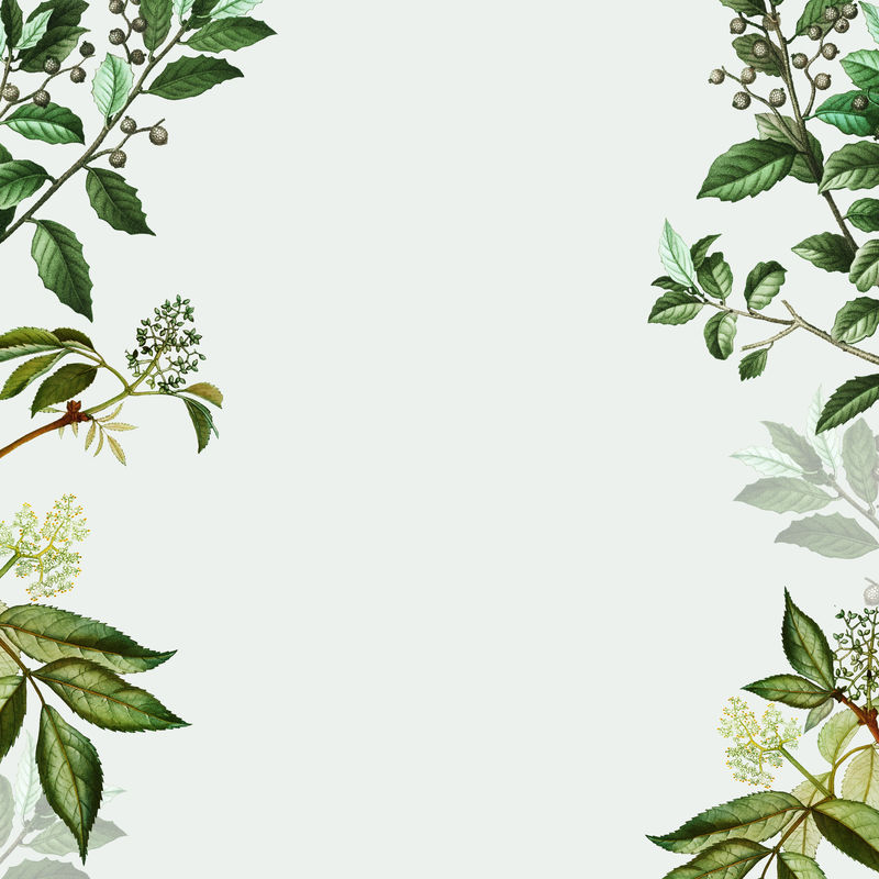 复古植物框架设计插图