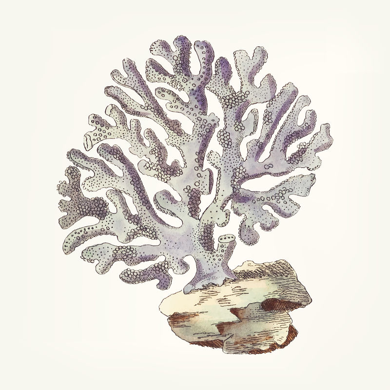 紫罗兰质密理泊珊瑚的复古插图