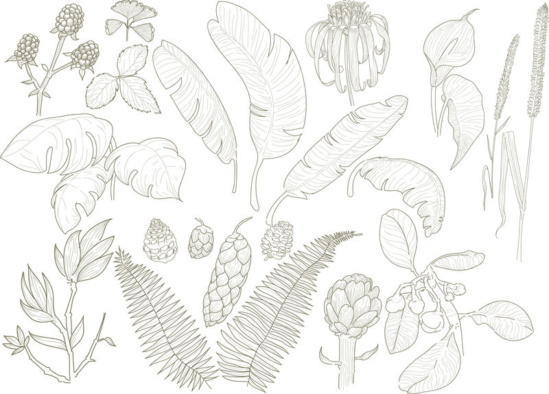 不同叶片和植物种类的插图