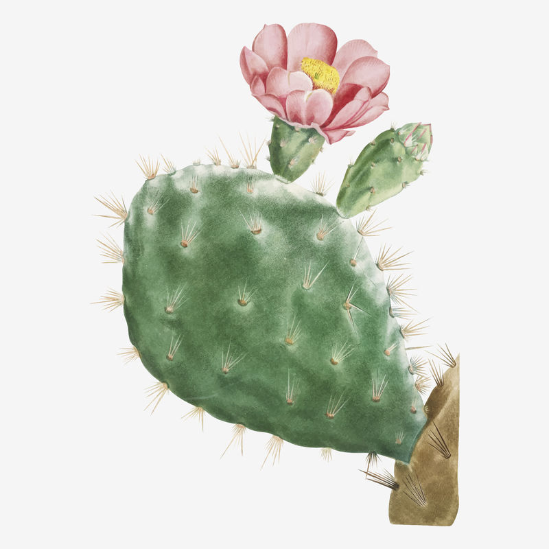 Cactus cochenillifer复古插画墙壁艺术印刷品和海报设计由Pierre Joseph Redout原创作品混合而成\u0026eacute；