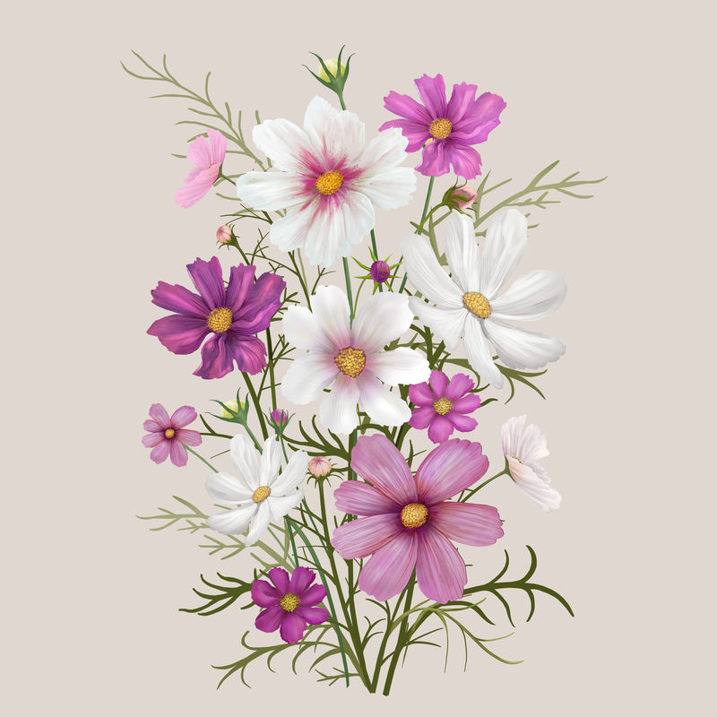 美丽的雏菊开花植物插图