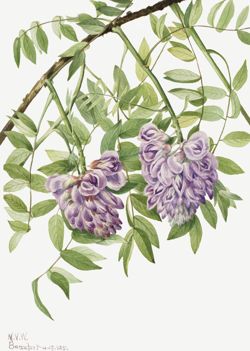 紫色美国紫藤花植物插画水彩画