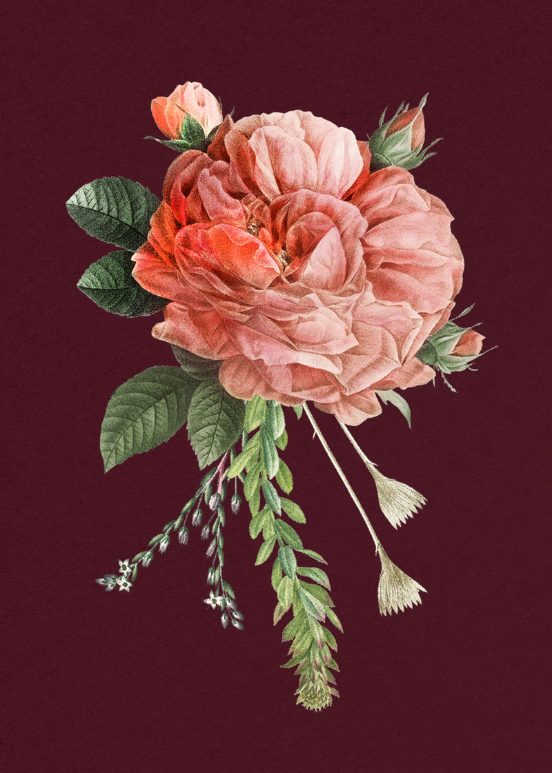 复古粉色psd法国玫瑰花束手绘插图
