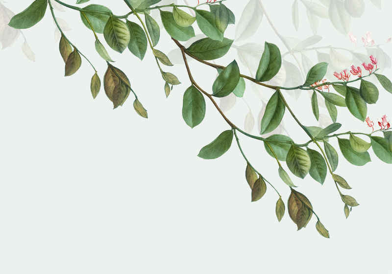 复古植物框架设计插图