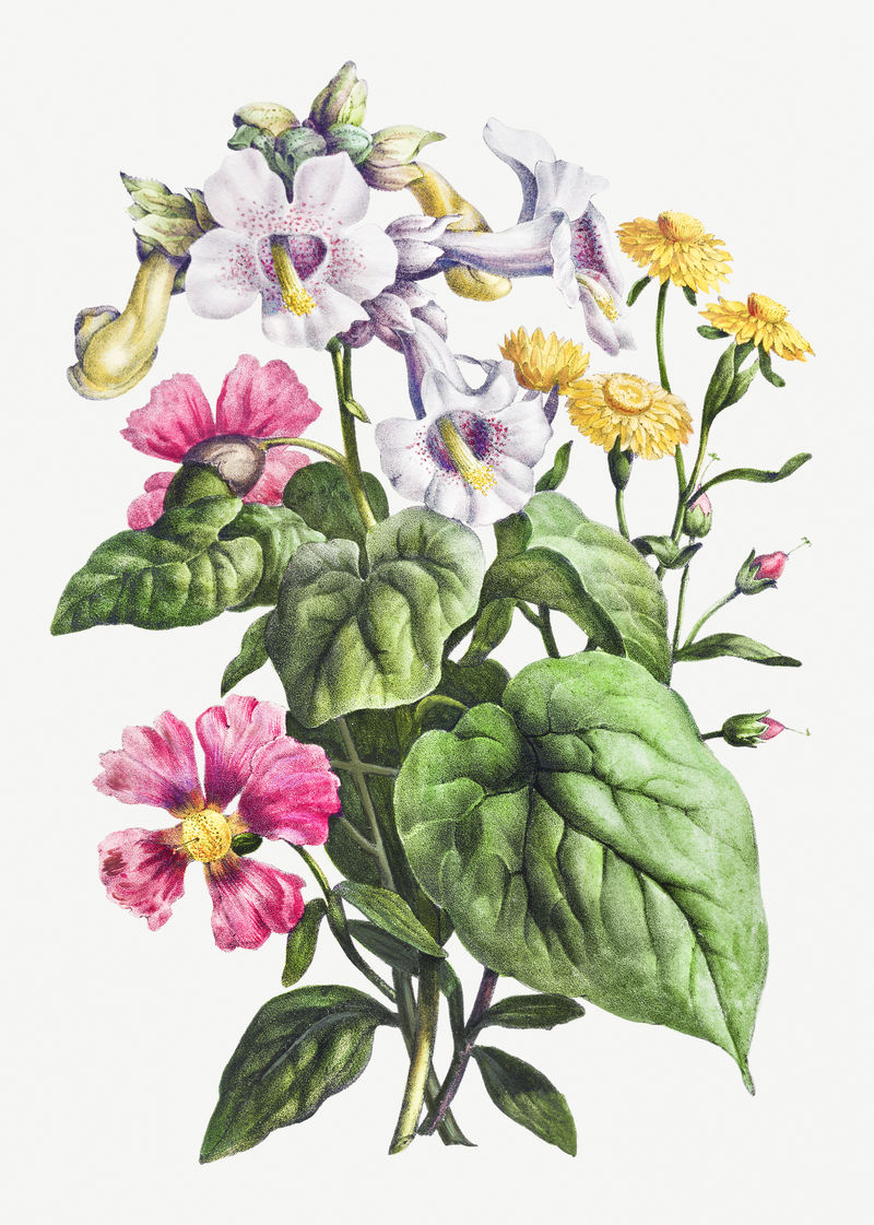 复古martynia花束插图植物墙艺术