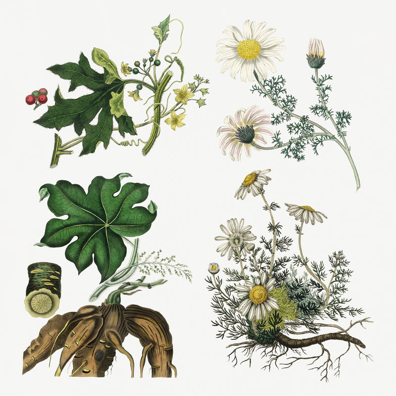 复古彩色植物学psd花卉和植物收藏
