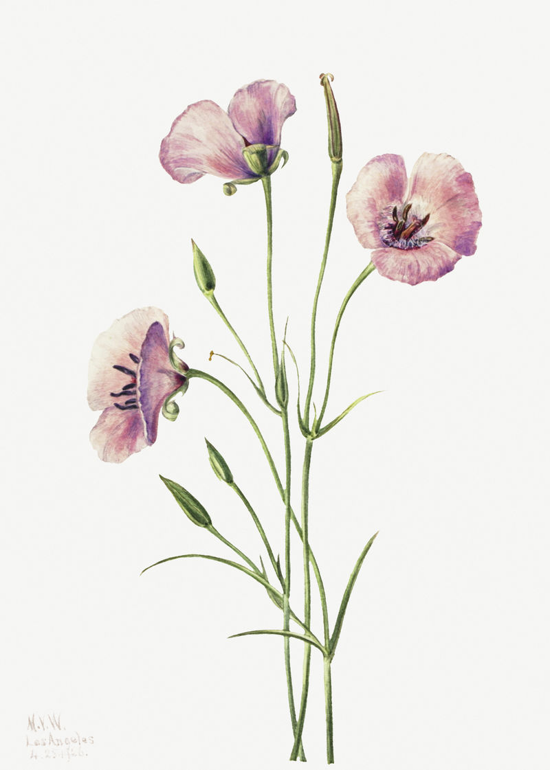 紫丁香mariposa psd植物插图水彩画