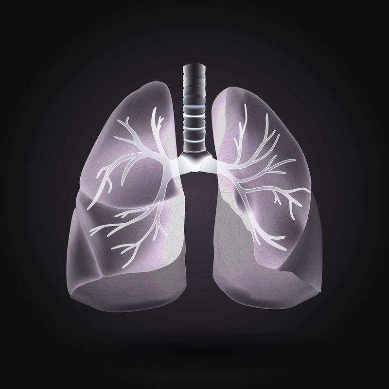 灰度人体肺向量解剖学