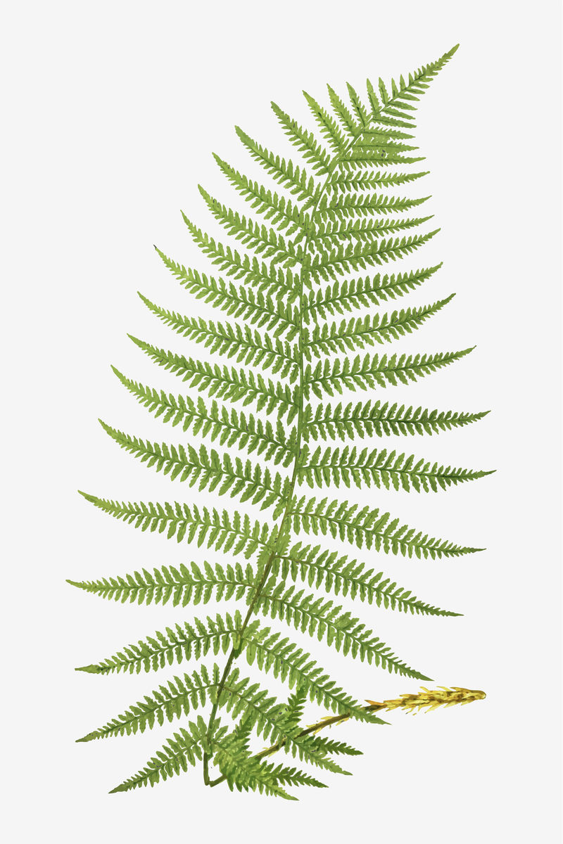 蹄盖蕨；Femina（Lady Fern）蕨类植物叶载体