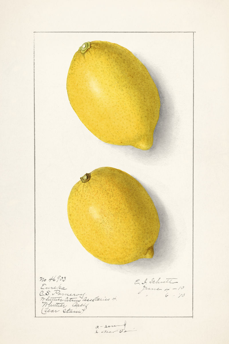 复古柠檬插图模型