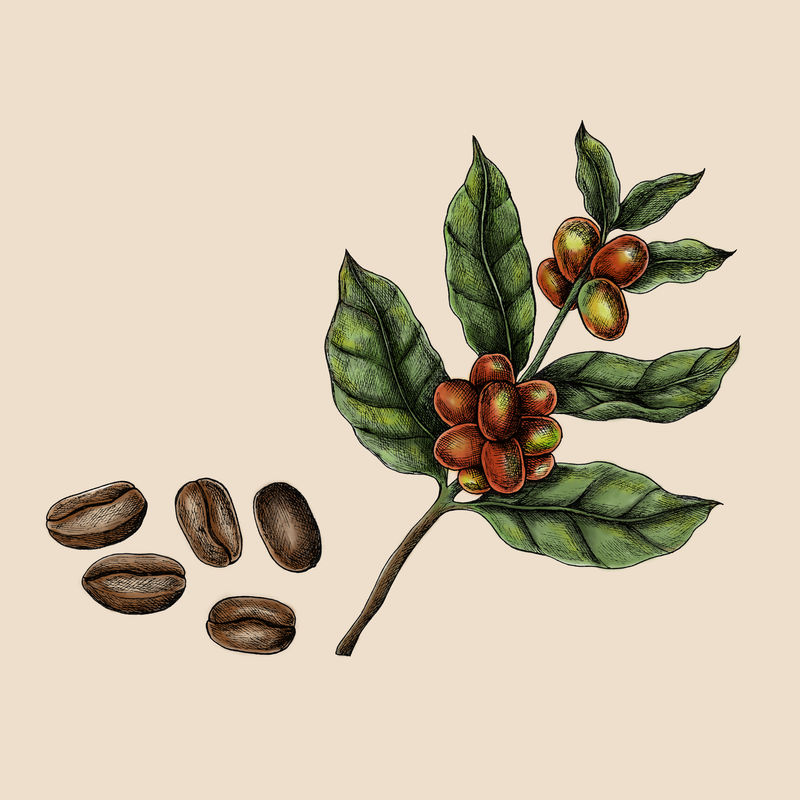 手绘新鲜咖啡豆插图