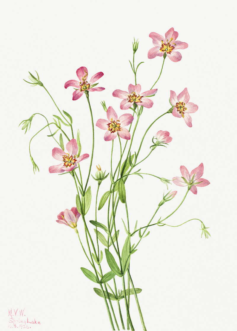 粉色盐沼玫瑰龙胆花psd植物插图水彩画