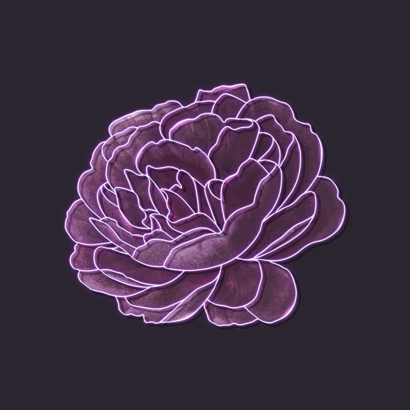黑色背景向量上的紫色霓虹玫瑰