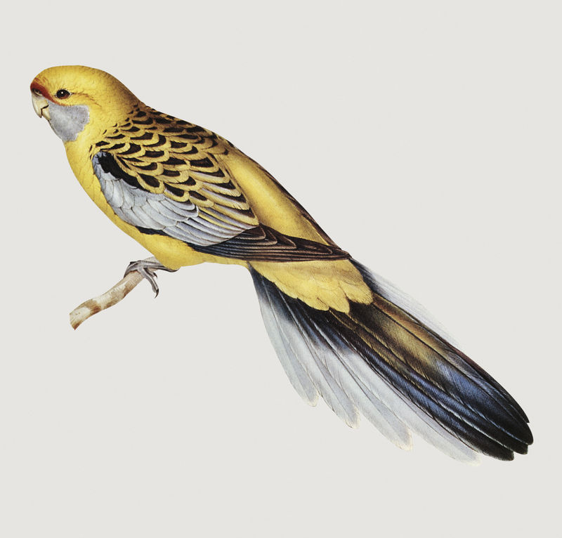 黄腰长尾鹦鹉的复古插图