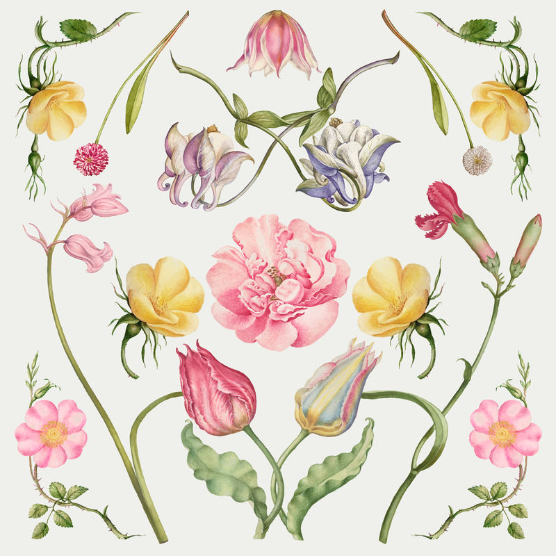复古盛开花卉插画矢量集从书法模型书乔里斯霍夫纳格尔和乔治博茨凯