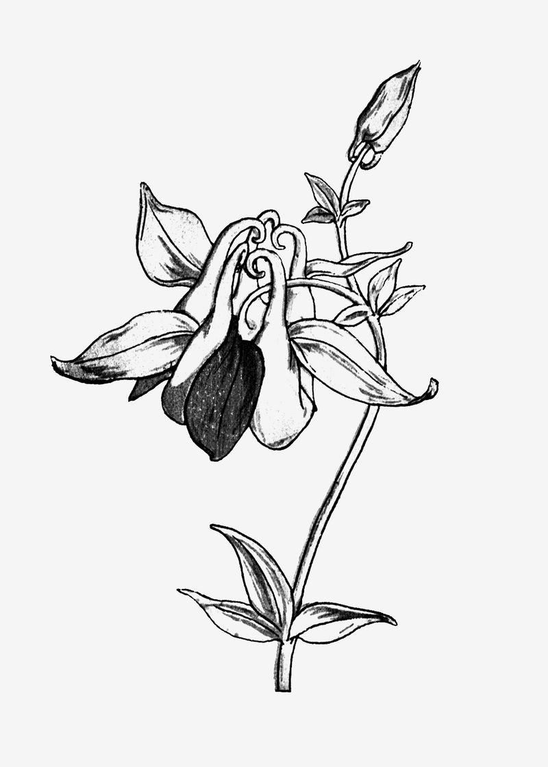 复古黑白科伦拜恩花卉设计元素
