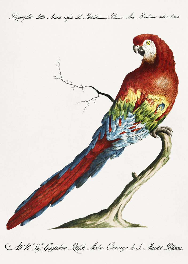 巴西红金刚鹦鹉（金刚鹦鹉）复古插图