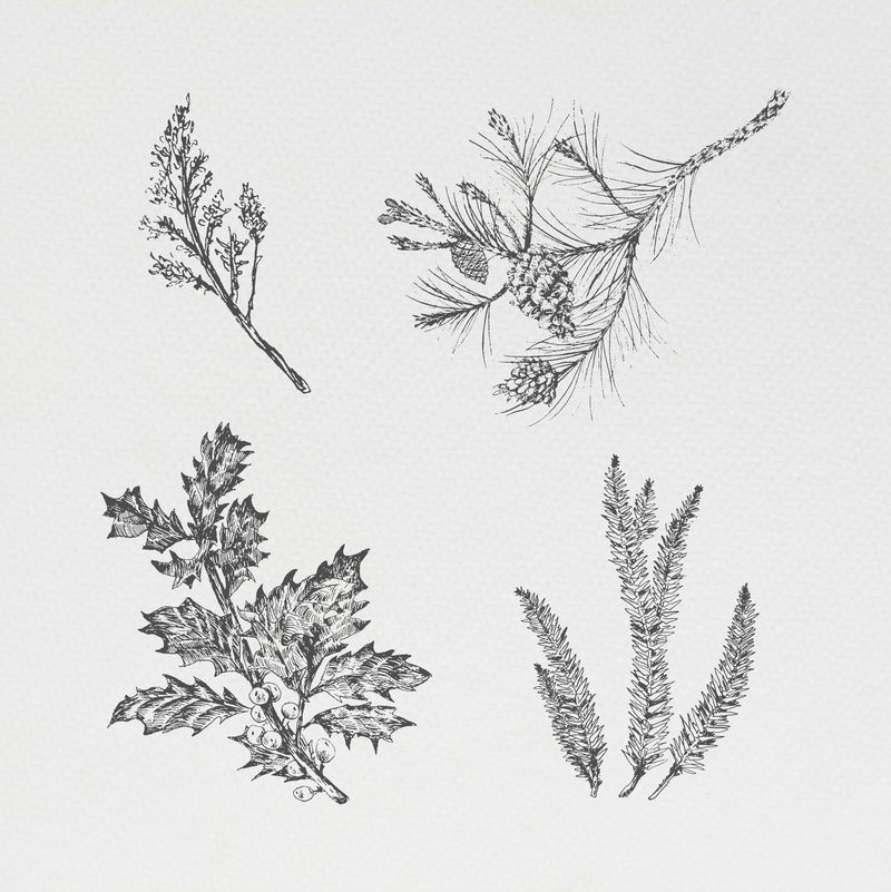 手绘圣诞植物插图