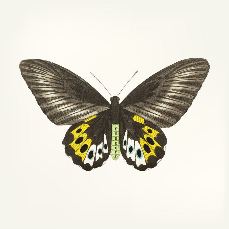 蝴蝶的复古插图