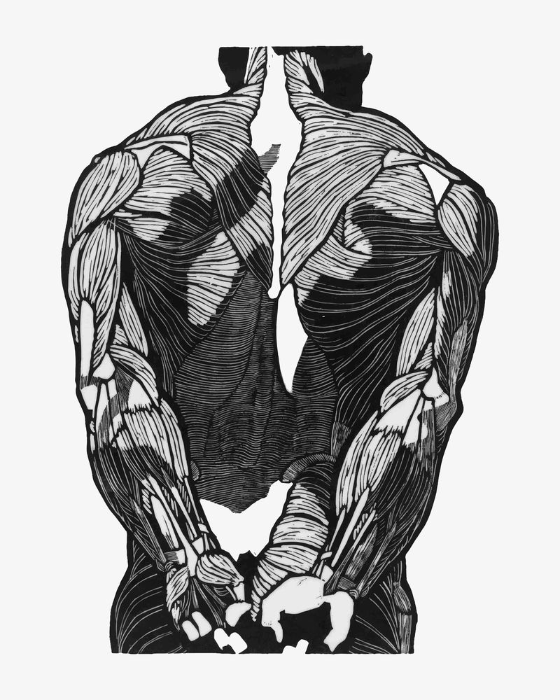 人；s背部肌肉矢量人体解剖学由Reijer Stol的艺术品混合而成