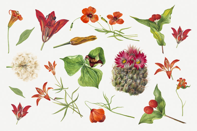 红色橙色和粉色花卉收藏psd植物插图