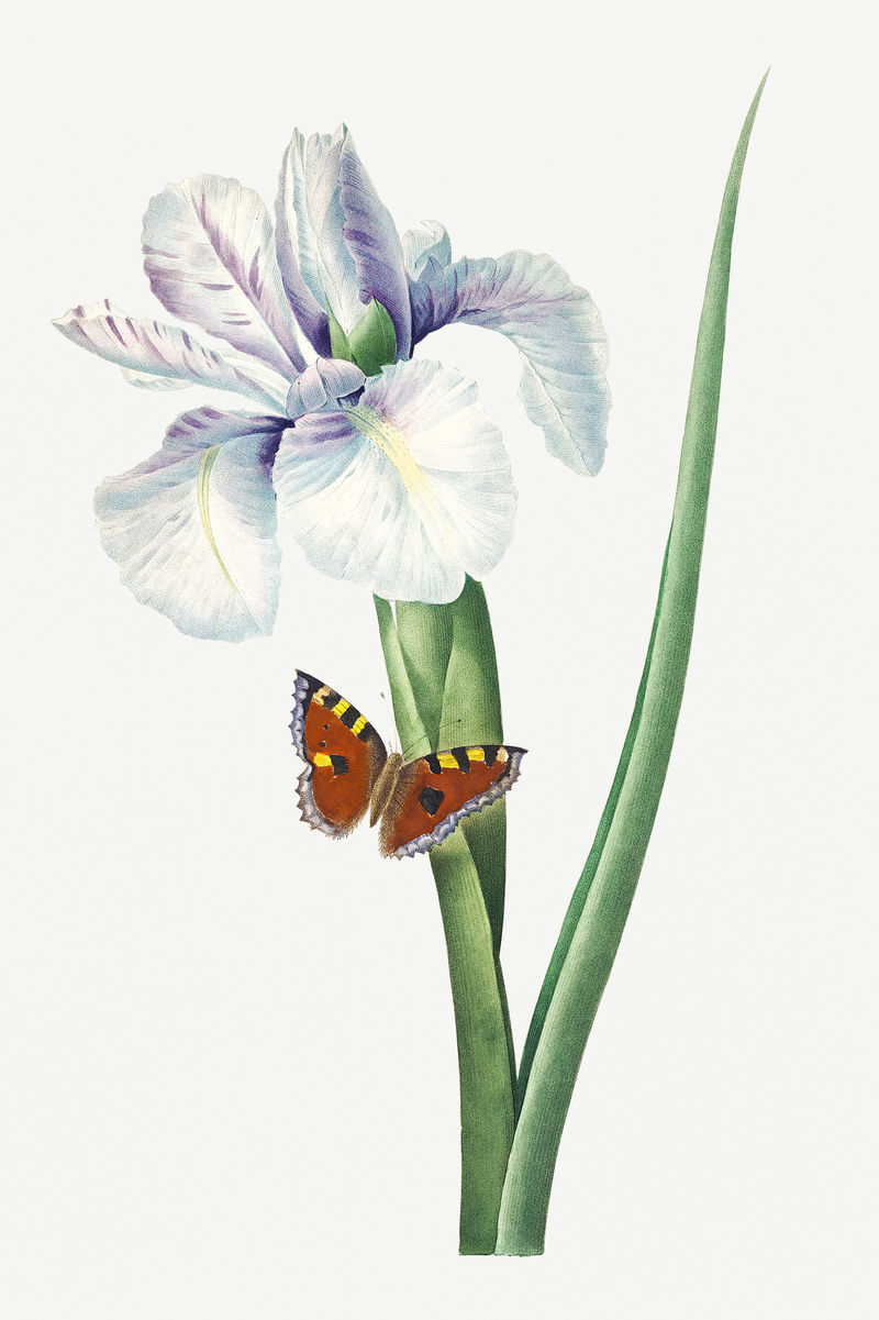 西班牙鸢尾花psd植物插图由皮埃尔·约瑟夫·雷道特的艺术作品混合而成\u0026eacute；