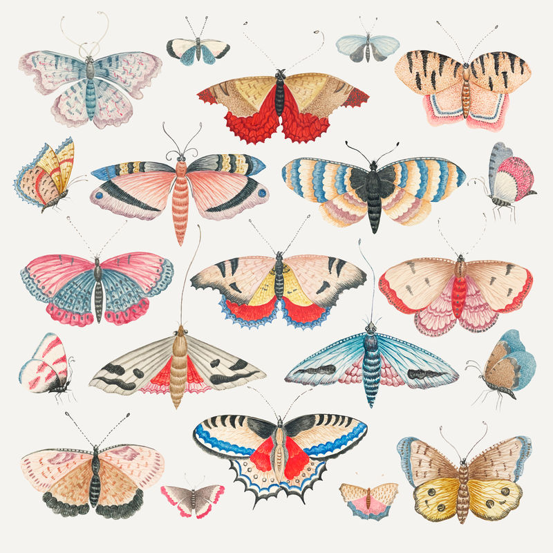 复古蝴蝶和飞蛾水彩插图矢量集从18世纪的史密森档案馆的艺术品混合