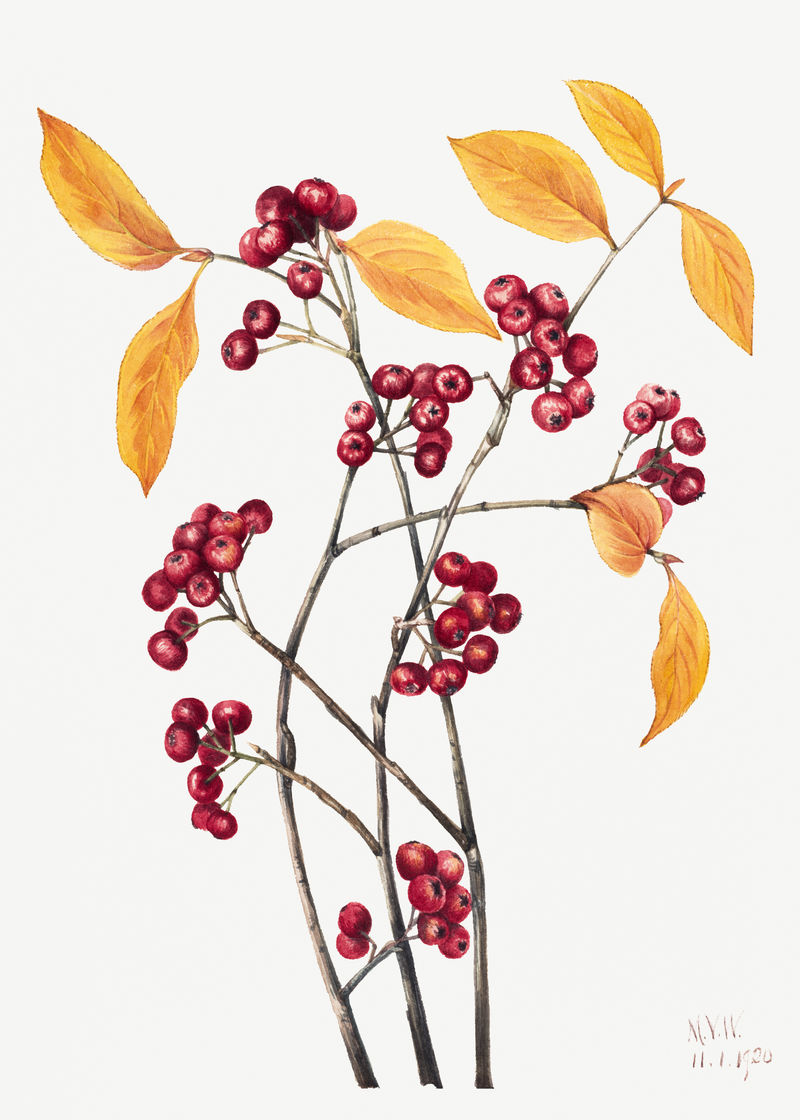 红色朱砂花植物插图
