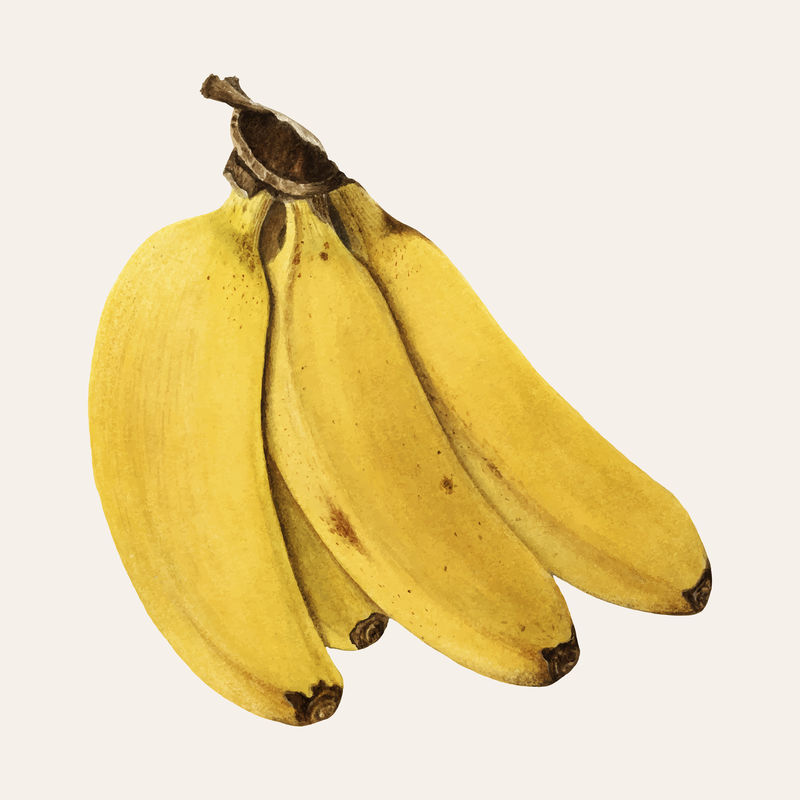 经典香蕉图解矢量