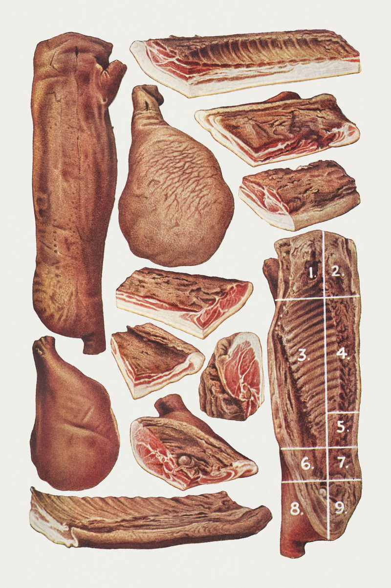 复古肉片插图设计资源