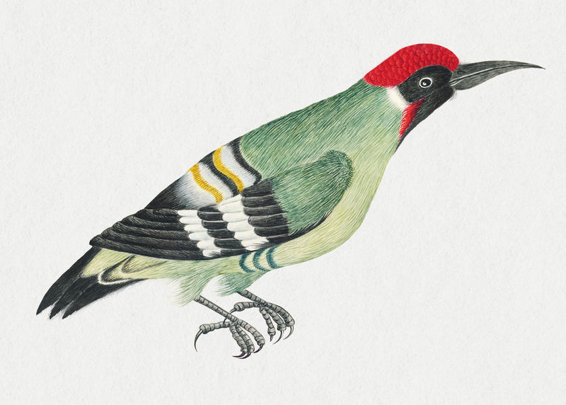复古啄木鸟psd插图从史密森档案馆18世纪艺术品中混合而成