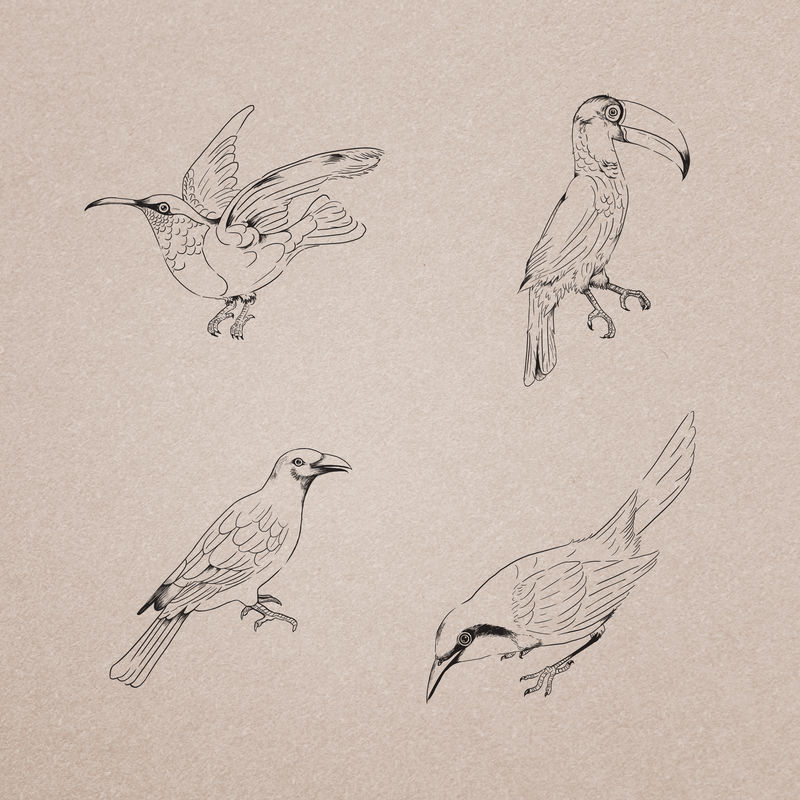 手绘鸟类收藏插图